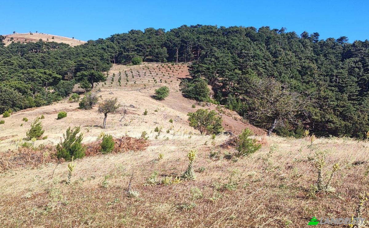 Farm/Ranch for Sale Kocakagan, Akhisar, Manisa, Turkiye, Isimsiz Yol, 45200 Akhisar Manisa. Photo 11