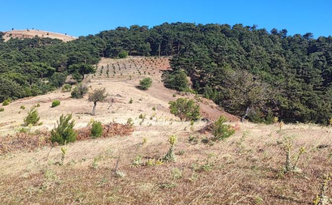 Farm/Ranch for Sale Kocakagan, Akhisar, Manisa. Photo#11 Farm/Ranch for Sale Kocakagan, Akhisar, Manisa. Photo#11