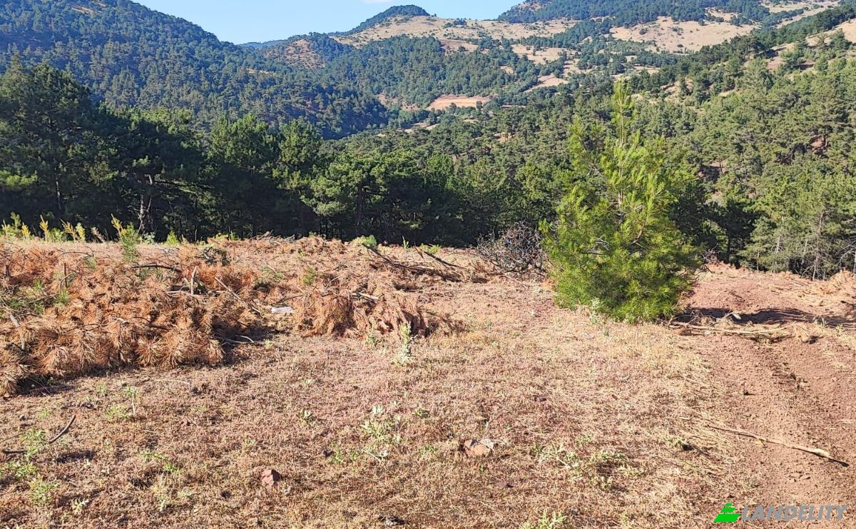 Farm/Ranch for Sale Kocakagan, Akhisar, Manisa, Turkiye, Isimsiz Yol, 45200 Akhisar Manisa. Photo 12