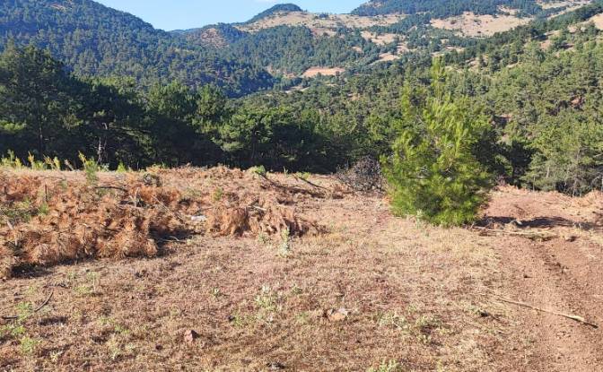 Farm/Ranch for Sale Kocakagan, Akhisar, Manisa. Photo#12 Farm/Ranch for Sale Kocakagan, Akhisar, Manisa. Photo#12