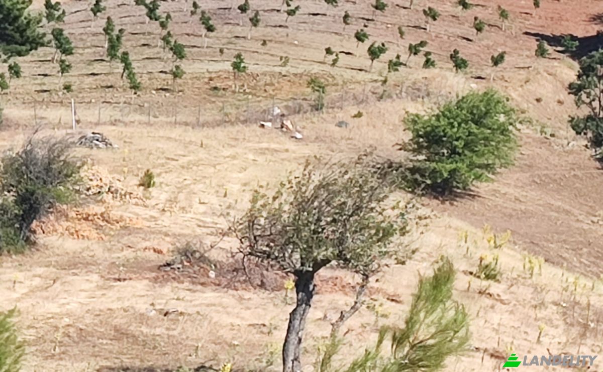Farm/Ranch for Sale Kocakagan, Akhisar, Manisa, Turkiye, Isimsiz Yol, 45200 Akhisar Manisa. Photo 13