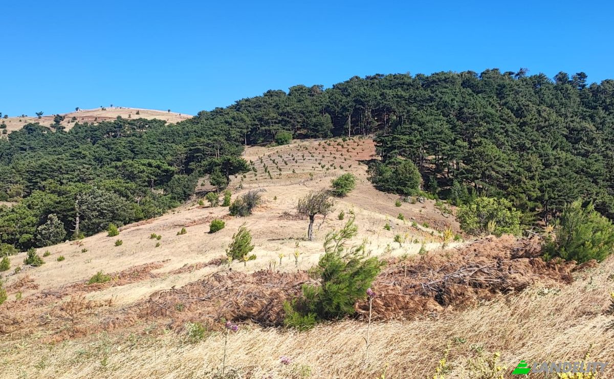 Farm/Ranch for Sale Kocakagan, Akhisar, Manisa, Turkiye, Isimsiz Yol, 45200 Akhisar Manisa. Photo 14