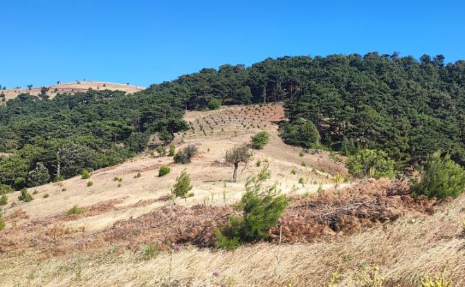 Farm/Ranch for Sale Kocakagan, Akhisar, Manisa. Photo#14 Farm/Ranch for Sale Kocakagan, Akhisar, Manisa. Photo#14