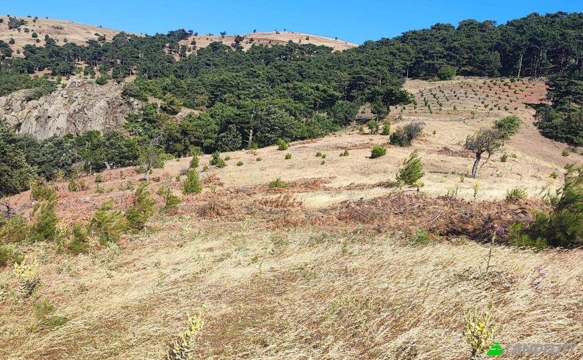 Farm/Ranch for Sale Kocakagan, Akhisar, Manisa, Turkiye, Isimsiz Yol, 45200 Akhisar Manisa. Photo 15