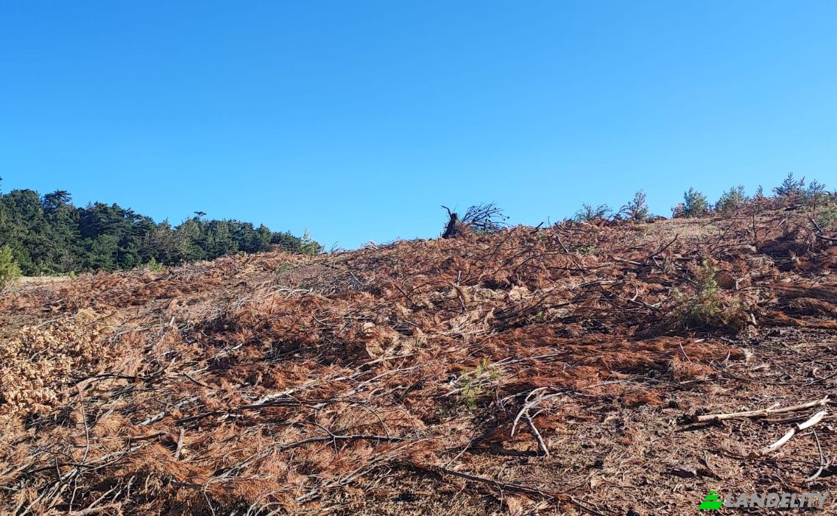 Farm/Ranch for Sale Kocakagan, Akhisar, Manisa, Turkiye, Isimsiz Yol, 45200 Akhisar Manisa. Photo 16
