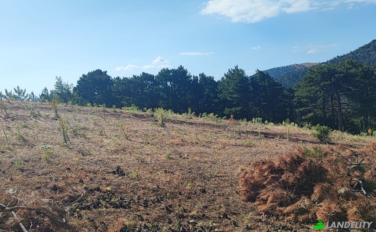 Farm/Ranch for Sale Kocakagan, Akhisar, Manisa, Turkiye, Isimsiz Yol, 45200 Akhisar Manisa. Photo 18
