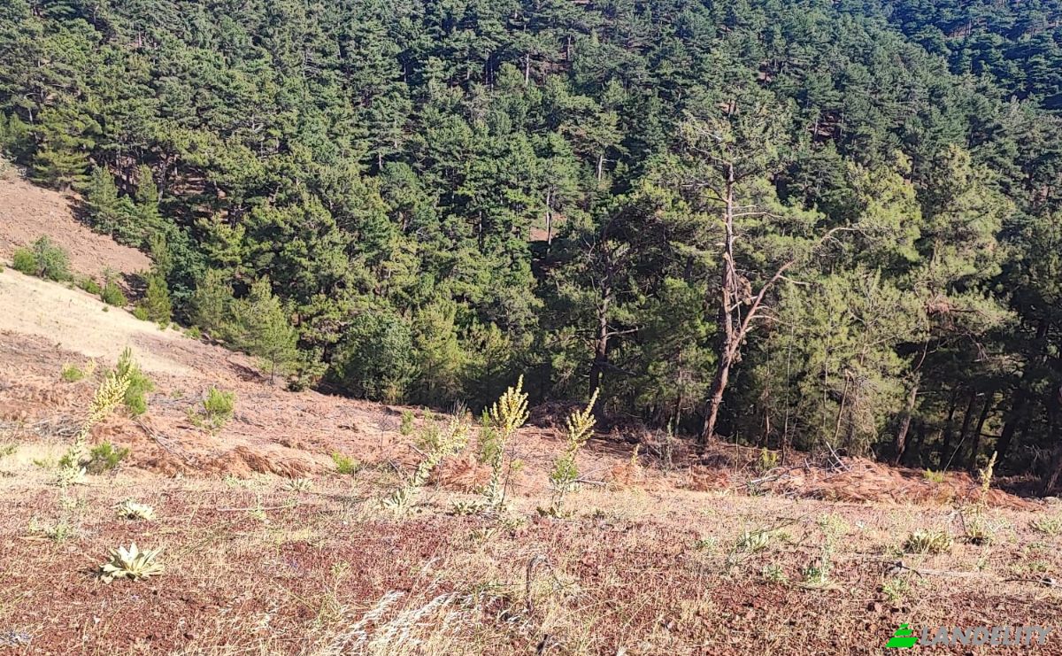 Farm/Ranch for Sale Kocakagan, Akhisar, Manisa, Turkiye, Isimsiz Yol, 45200 Akhisar Manisa. Photo 2
