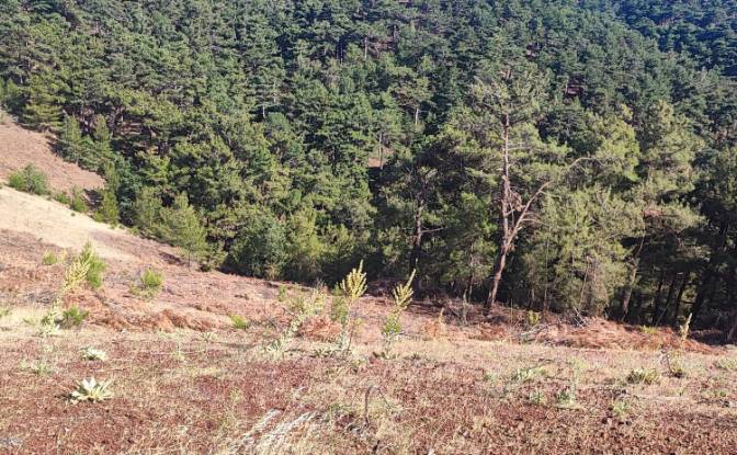 Farm/Ranch for Sale Kocakagan, Akhisar, Manisa. Photo#2 Farm/Ranch for Sale Kocakagan, Akhisar, Manisa. Photo#2