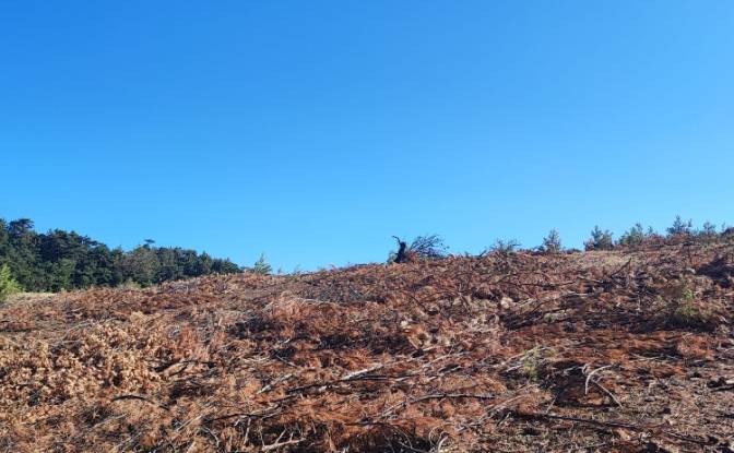 Farm/Ranch for Sale Kocakagan, Akhisar, Manisa. Photo#20 Farm/Ranch for Sale Kocakagan, Akhisar, Manisa. Photo#20