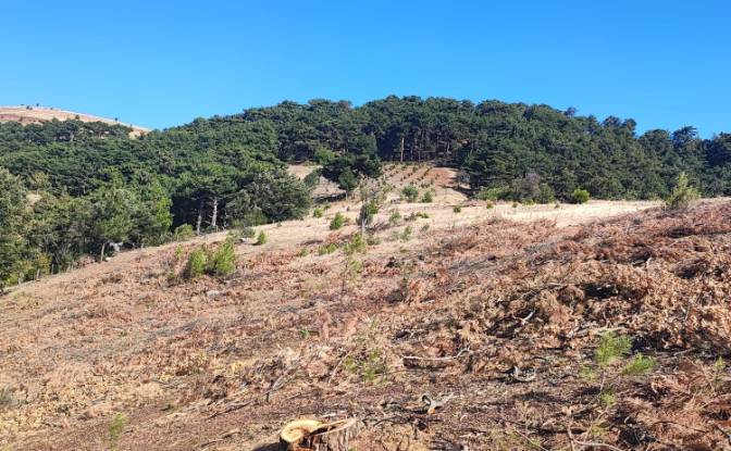 Farm/Ranch for Sale Kocakagan, Akhisar, Manisa. Photo#21 Farm/Ranch for Sale Kocakagan, Akhisar, Manisa. Photo#21