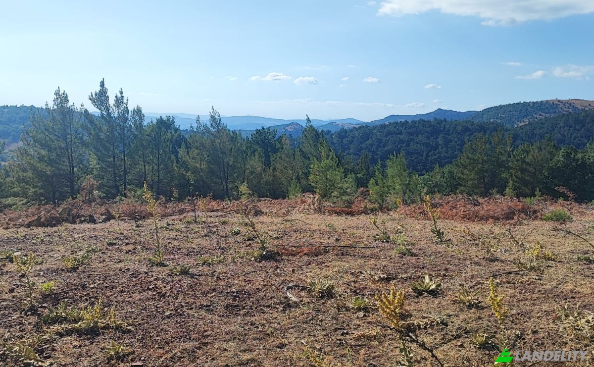 Farm/Ranch for Sale Kocakagan, Akhisar, Manisa, Turkiye, Isimsiz Yol, 45200 Akhisar Manisa. Photo 22
