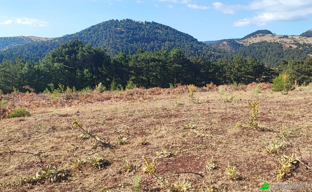 Farm/Ranch for Sale Kocakagan, Akhisar, Manisa, Turkiye, Isimsiz Yol, 45200 Akhisar Manisa. Photo 23