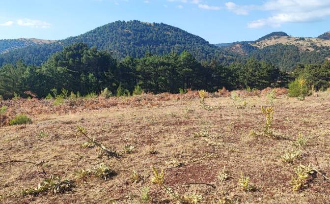 Farm/Ranch for Sale Kocakagan, Akhisar, Manisa. Photo#23 Farm/Ranch for Sale Kocakagan, Akhisar, Manisa. Photo#23