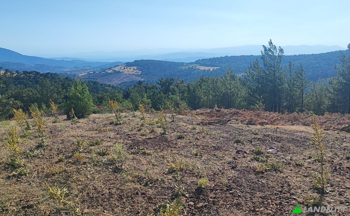 Farm/Ranch for Sale Kocakagan, Akhisar, Manisa, Turkiye, Isimsiz Yol, 45200 Akhisar Manisa. Photo 24