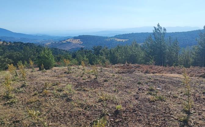 Farm/Ranch for Sale Kocakagan, Akhisar, Manisa. Photo#24 Farm/Ranch for Sale Kocakagan, Akhisar, Manisa. Photo#24
