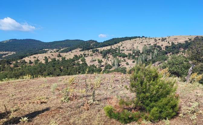 Farm/Ranch for Sale Kocakagan, Akhisar, Manisa. Photo#25 Farm/Ranch for Sale Kocakagan, Akhisar, Manisa. Photo#25