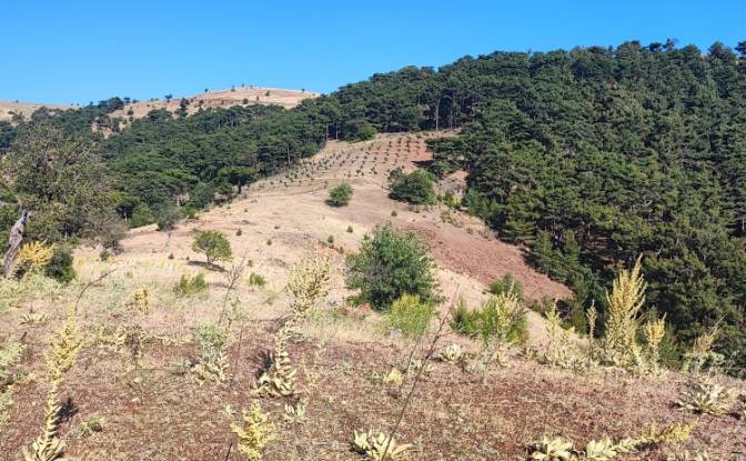 Farm/Ranch for Sale Kocakagan, Akhisar, Manisa. Photo#26 Farm/Ranch for Sale Kocakagan, Akhisar, Manisa. Photo#26