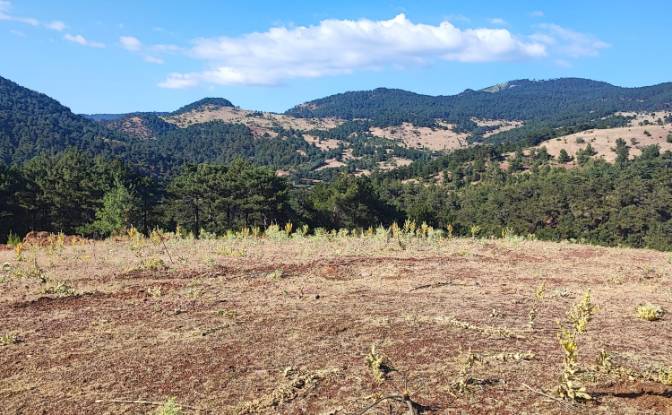 Farm/Ranch for Sale Kocakagan, Akhisar, Manisa. Photo#3 Farm/Ranch for Sale Kocakagan, Akhisar, Manisa. Photo#3