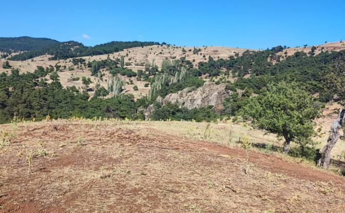 Farm/Ranch for Sale Kocakagan, Akhisar, Manisa. Photo#4 Farm/Ranch for Sale Kocakagan, Akhisar, Manisa. Photo#4