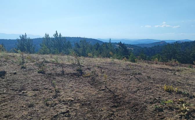 Farm/Ranch for Sale Kocakagan, Akhisar, Manisa. Photo#7 Farm/Ranch for Sale Kocakagan, Akhisar, Manisa. Photo#7