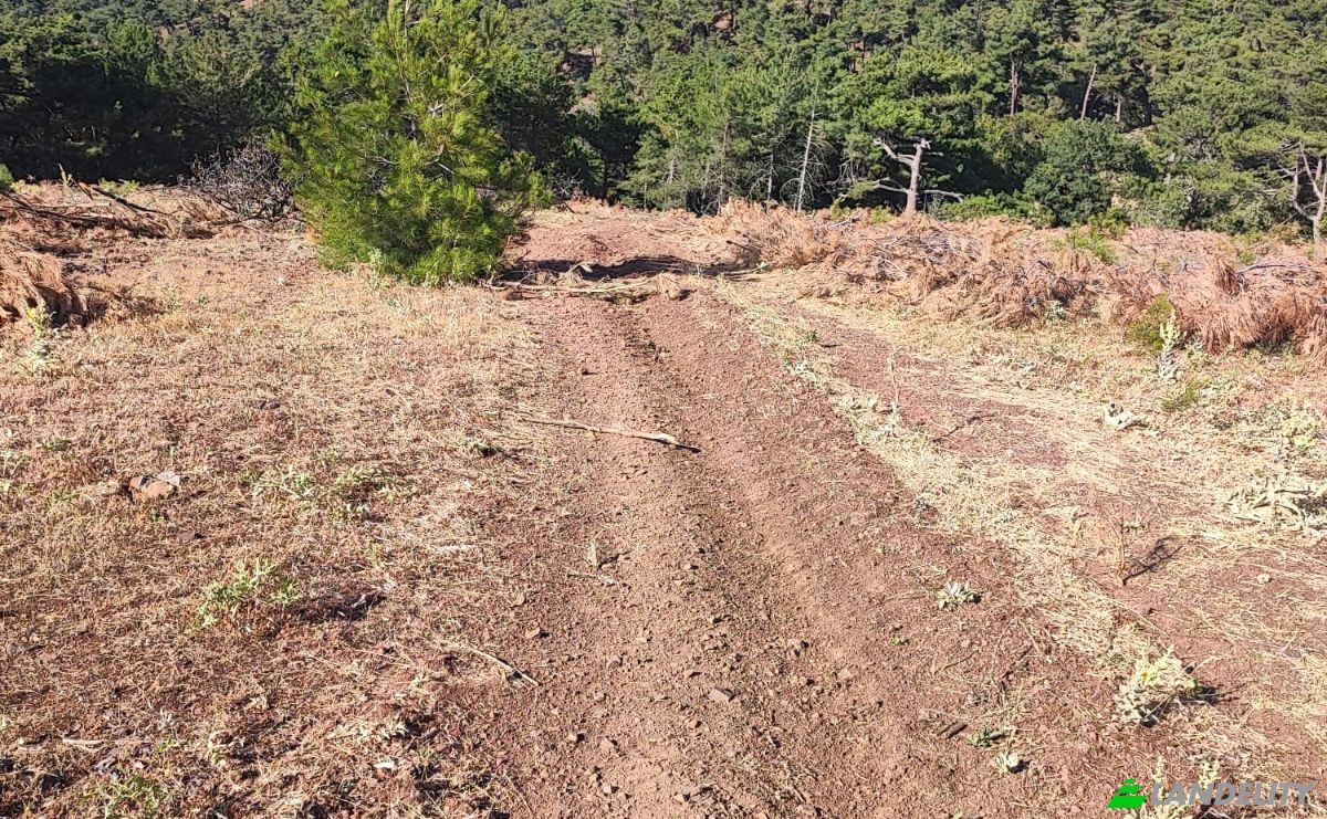 Farm/Ranch for Sale Kocakagan, Akhisar, Manisa, Turkiye, Isimsiz Yol, 45200 Akhisar Manisa. Photo 8