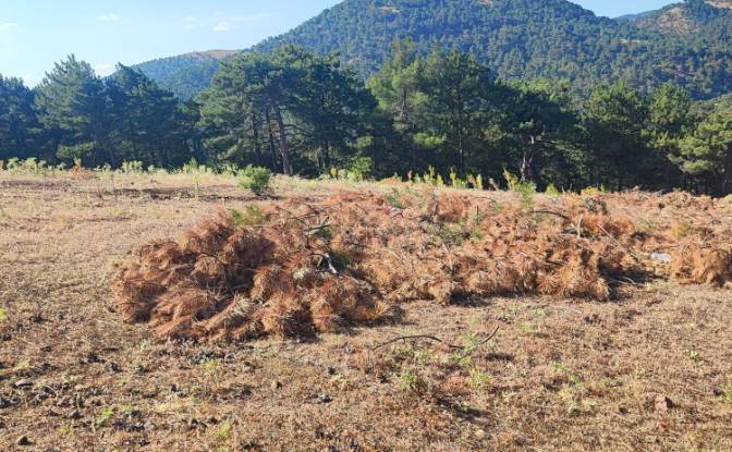 Farm/Ranch for Sale Kocakagan, Akhisar, Manisa. Photo#9 Farm/Ranch for Sale Kocakagan, Akhisar, Manisa. Photo#9
