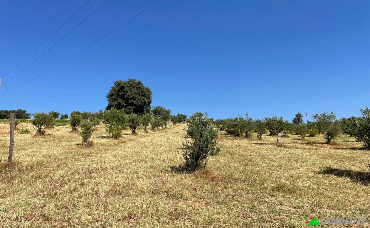 Land Lot for Sale Contrada Lotta, 155, 87018 San Marco Argentano CS, San Marco Argentano, Province of Cosenza, Calabria, Italy. Photo 4