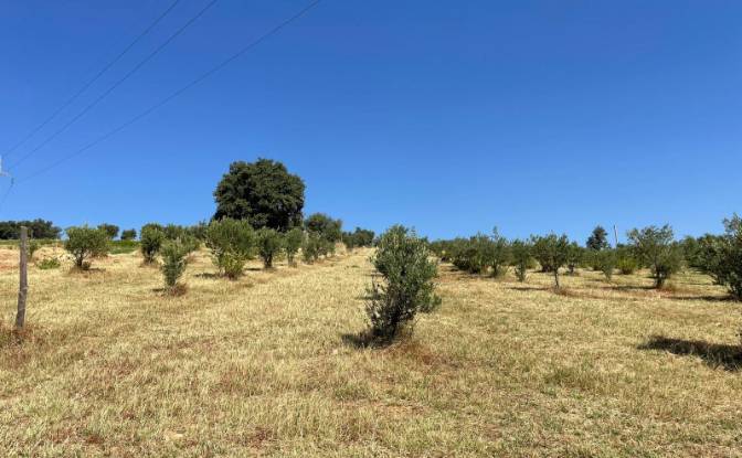 Land Lot for Sale Contrada Lotta, 155. Photo#4
