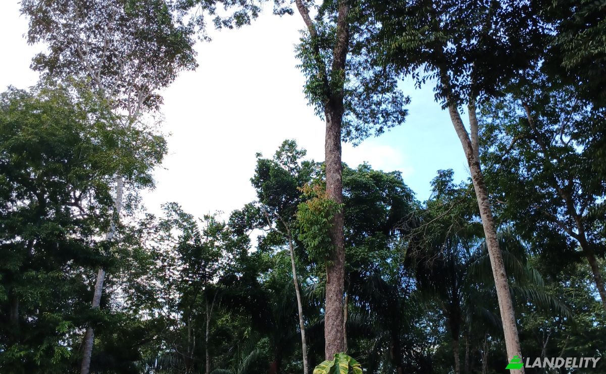 Land Lot for Sale Caracarai, State of Roraima, Brazil, 69360-000. Photo 1