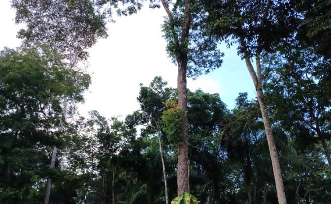 Land Lot for Sale Caracarai, State of Roraima. Photo#1 Land Lot for Sale Caracarai, State of Roraima. Photo#1