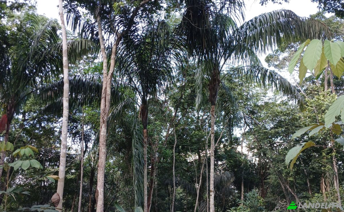 Land Lot for Sale Caracarai, State of Roraima, Brazil, 69360-000. Photo 2