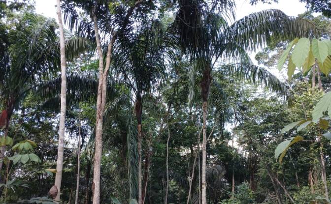Land Lot for Sale Caracarai, State of Roraima. Photo#2 Land Lot for Sale Caracarai, State of Roraima. Photo#2