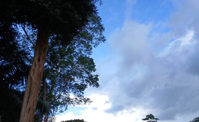 Land Lot for Sale Caracarai, State of Roraima. Photo#5 Land Lot for Sale Caracarai, State of Roraima. Photo#5