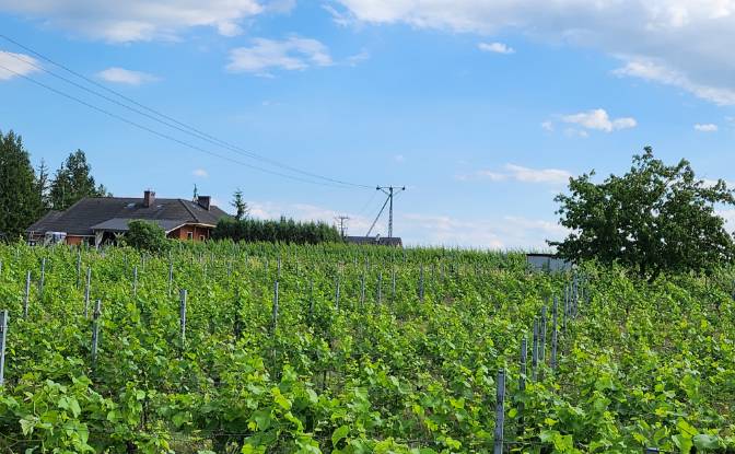 Investing/Development for Sale Bycz 34A, 67-115. Photo#17