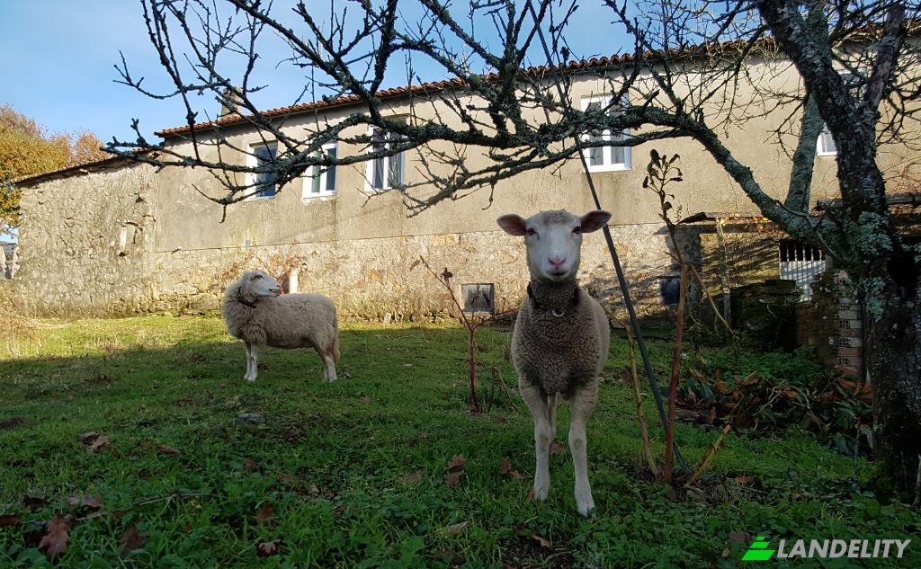 Single Family Home for Sale Camino da Sueira, Rosal, Pontevedra, Galicia, Spain. Photo 4