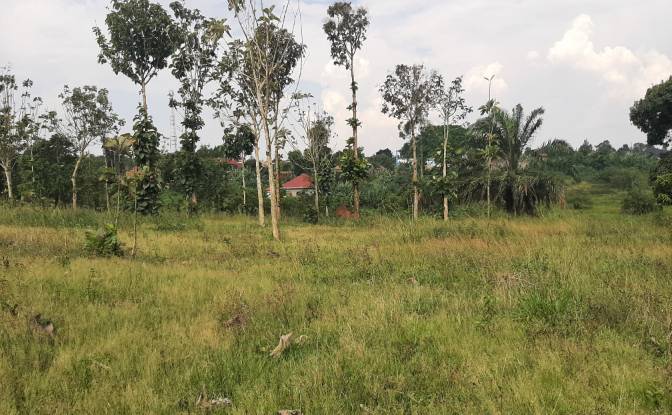 Investing/Development for Sale - Nsimbe, Uganda
