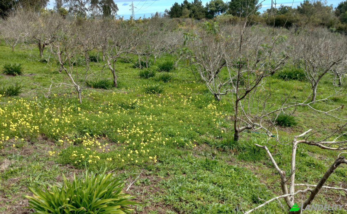 Land Lot for Sale Caminho do Lombo do Curral Velho 52, 9100-191 Santo Antonio da Serra, Santo Antonio da Serra, Santa Cruz, Madeira, Portugal. Photo 12