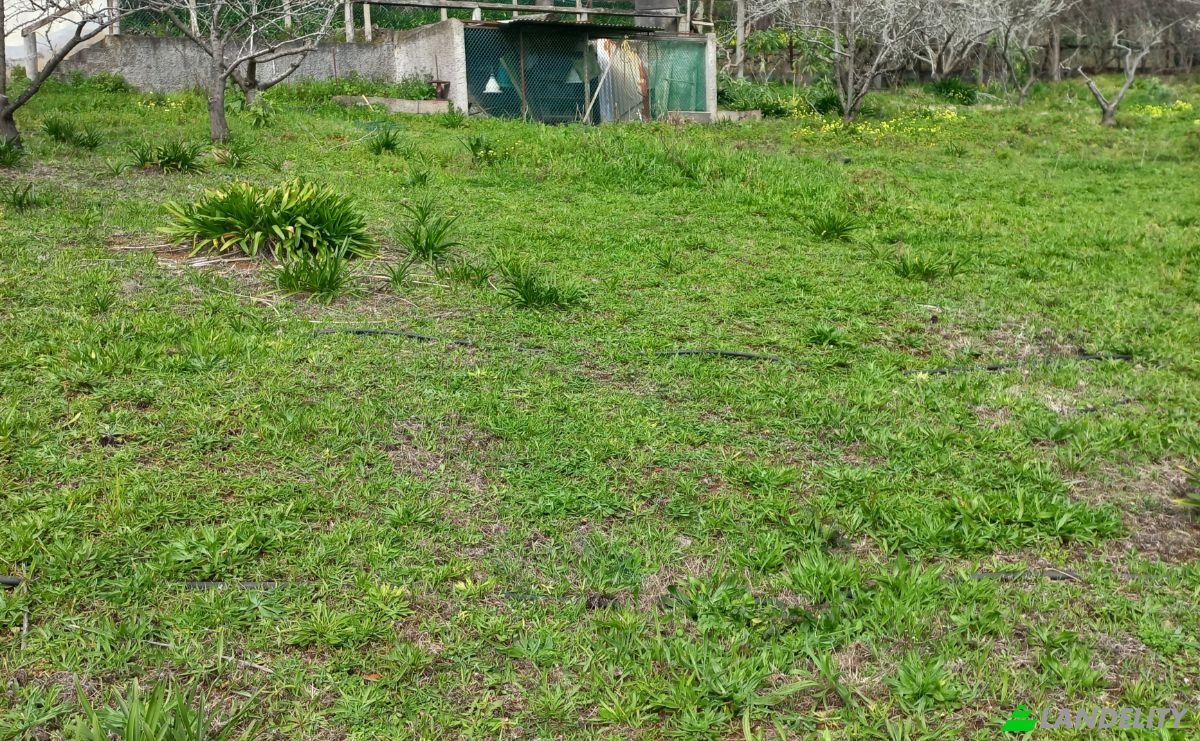 Land Lot for Sale Caminho do Lombo do Curral Velho 52, 9100-191 Santo Antonio da Serra, Santo Antonio da Serra, Santa Cruz, Madeira, Portugal. Photo 13