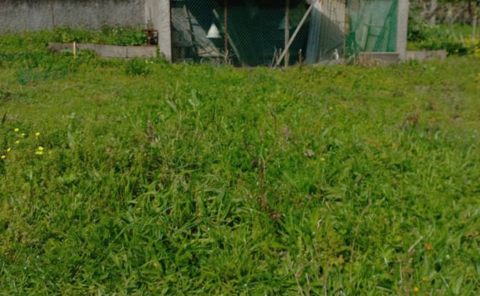 Land Lot for Sale Caminho do Lombo do Curral Velho. Photo#15
