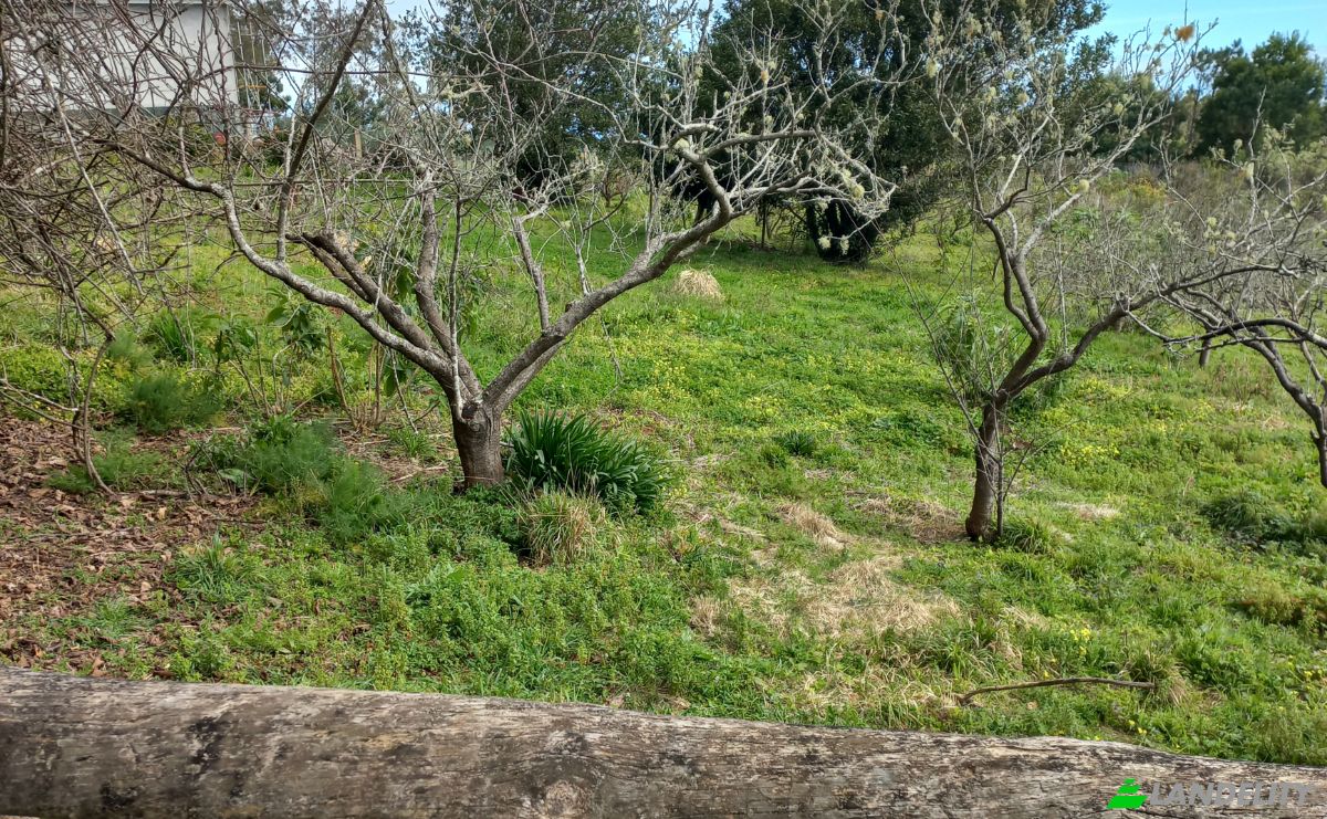 Land Lot for Sale Caminho do Lombo do Curral Velho 52, 9100-191 Santo Antonio da Serra, Santo Antonio da Serra, Santa Cruz, Madeira, Portugal. Photo 8