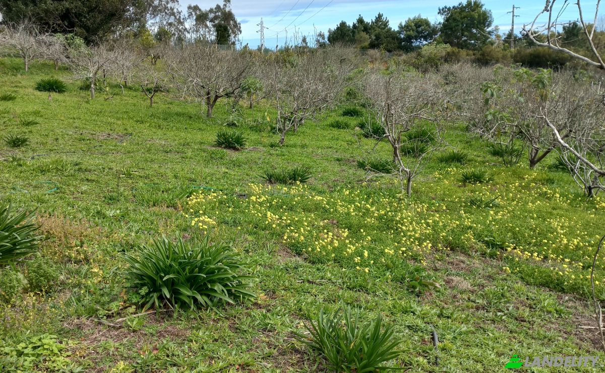 Land Lot for Sale Caminho do Lombo do Curral Velho 52, 9100-191 Santo Antonio da Serra, Santo Antonio da Serra, Santa Cruz, Madeira, Portugal. Photo 10