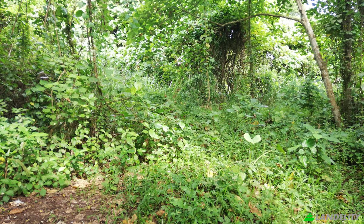 Land Lot for Sale Sudimara, Tabanan Regency, Bali, Indonesia, Tabanan. Photo 8