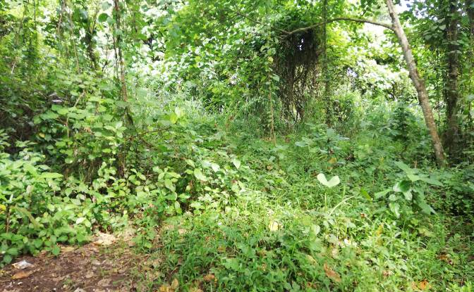 Land Lot for Sale Sudimara, Tabanan Regency, Bali. Photo#8 Land Lot for Sale Sudimara, Tabanan Regency, Bali. Photo#8