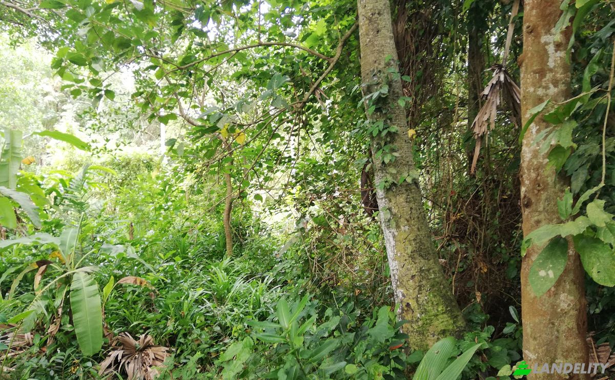 Land Lot for Sale Sudimara, Tabanan Regency, Bali, Indonesia, Tabanan. Photo 9