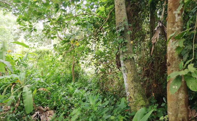 Land Lot for Sale Sudimara, Tabanan Regency, Bali. Photo#9 Land Lot for Sale Sudimara, Tabanan Regency, Bali. Photo#9