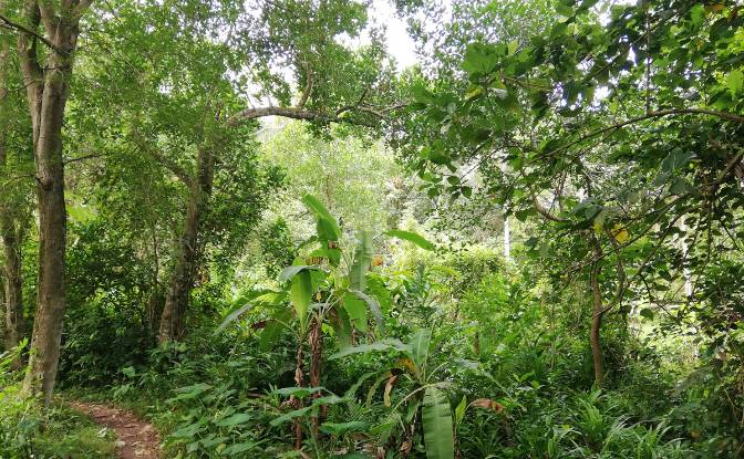 Land Lot for Sale Jl Yeh Gangga I No45, Sudimara. Photo#10 Land Lot for Sale Jl Yeh Gangga I No45, Sudimara. Photo#10