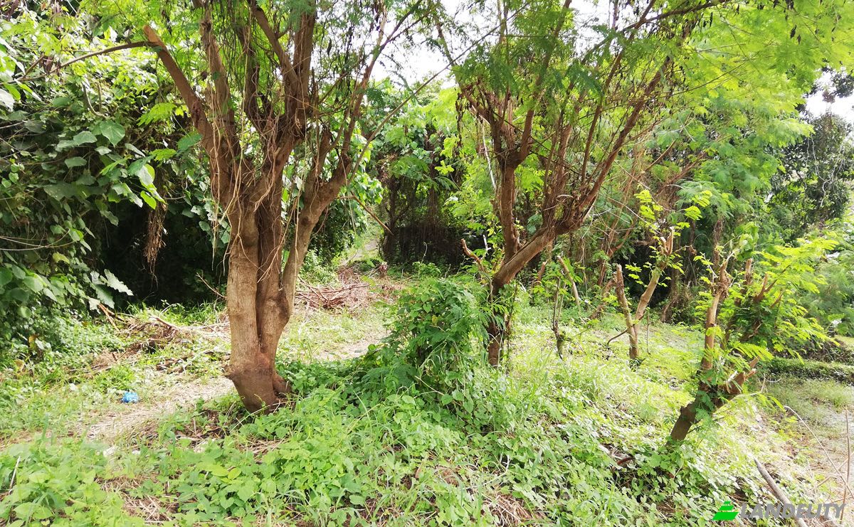 Land Lot for Sale Jl Yeh Gangga I No45, Sudimara, Tabanan Regency, Bali, Indonesia, Kec Tabanan, Kabupaten Tabanan. Photo 12