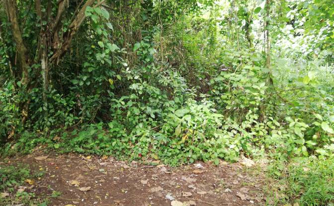 Land Lot for Sale Jl Yeh Gangga I No45, Sudimara. Photo#9 Land Lot for Sale Jl Yeh Gangga I No45, Sudimara. Photo#9