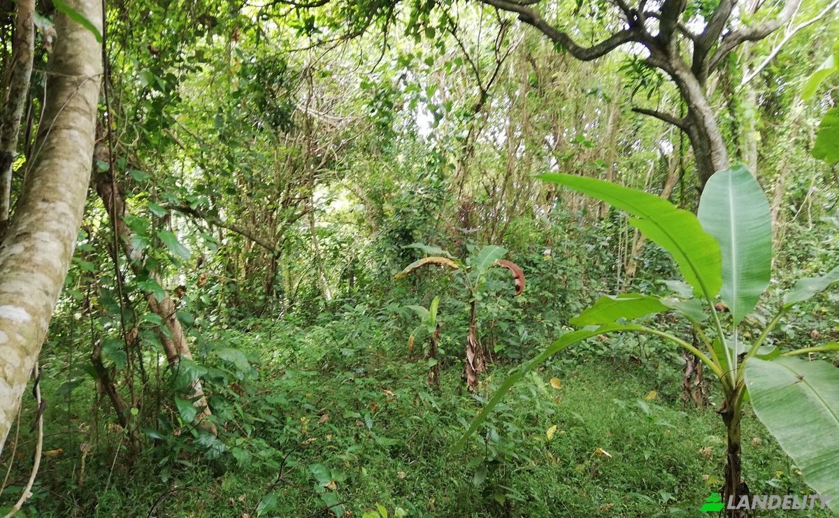 Land Lot for Sale Jl Kebo Iwa, Pangkung Tibah, Kec Kediri, Kabupaten Tabanan, Sudimara, Tabanan Regency, Bali, Indonesia. Photo 9