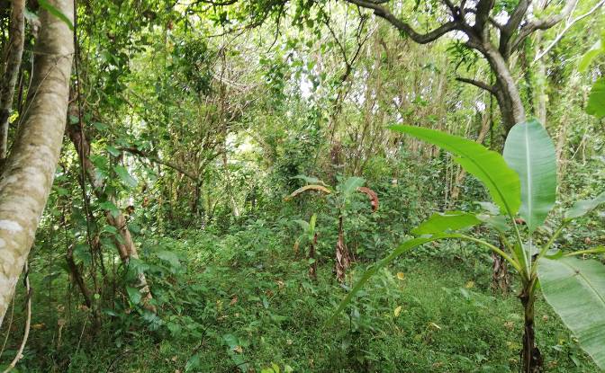 Land Lot for Sale Jl Kebo Iwa, Pangkung Tibah. Photo#9 Land Lot for Sale Jl Kebo Iwa, Pangkung Tibah. Photo#9